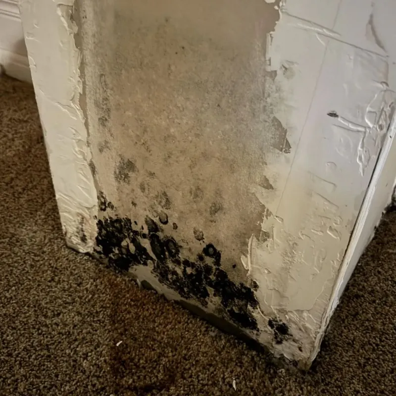 Professional Mold Removal in Dollar Point, CA